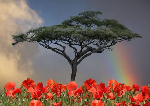 Coquelicote sous un arbre